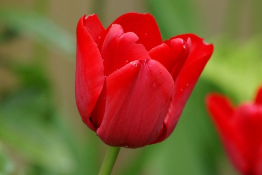 [A1029] Tulipa Ile de France - BIO