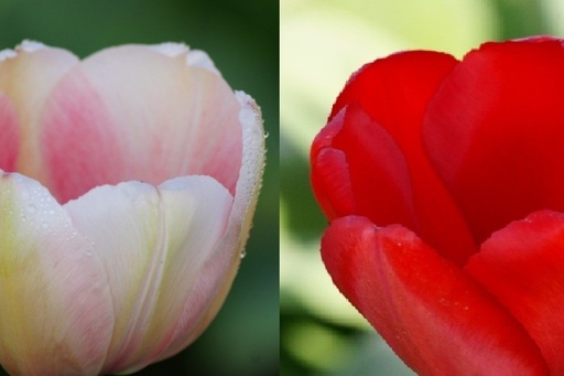 [A1017] Tulipa Impression Mix