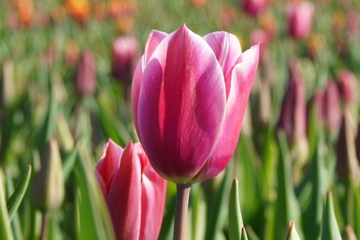 [A1032] Tulipa Jefgenia