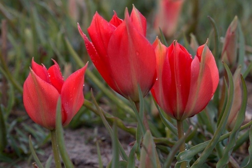 [A1058] Tulipa Linifolia - ORG