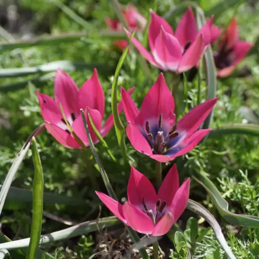 [A1026] Tulipa Little Beauty - ORG