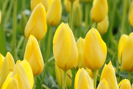 [A1060] Tulipa Muscadet - BIO