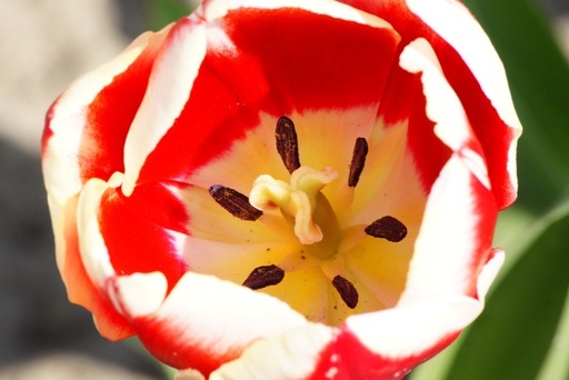 [A1010] Tulipa My Favourite - ORG