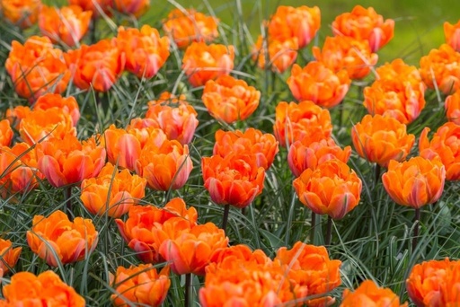 [A1044] Tulipa Orange Princess - BIO