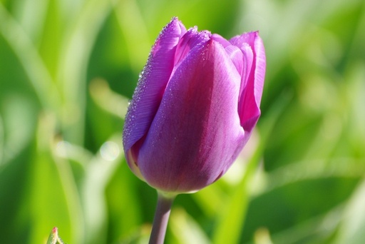 [A1008] Tulipa Purple Flag - BIO
