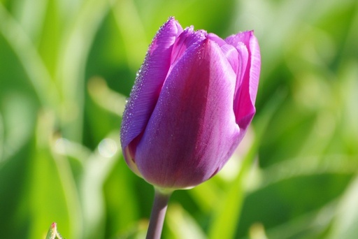 [A1008] Tulipa Purple Flag - ORG