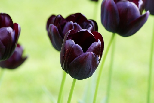 [A1079] Tulipa Queen of Night - BIO