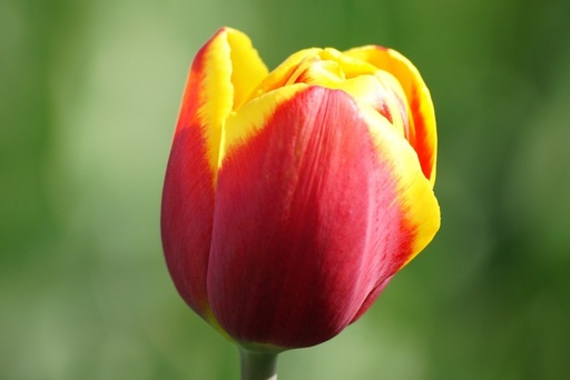 [A1011] Tulipa Rambo