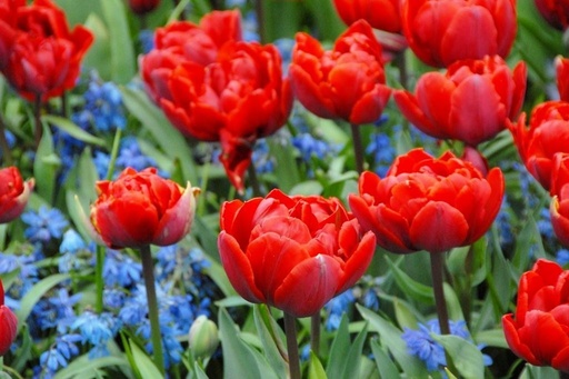 [A1045] Tulipa Red Princess - ORG