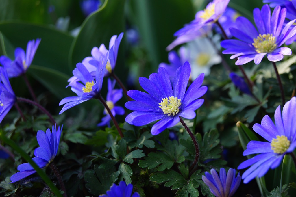 [A9045] Anemone Blanda - Anémone de Grèce - BIO