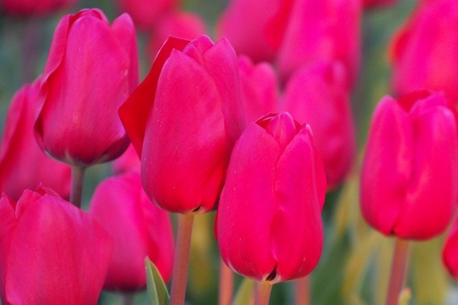 [A1101] Tulipa Simply Red - BIO