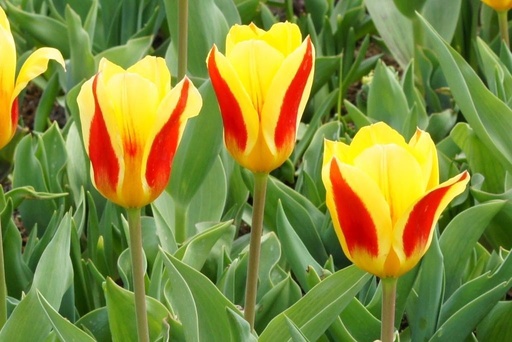 [A1059] Tulipa Stresa - BIO