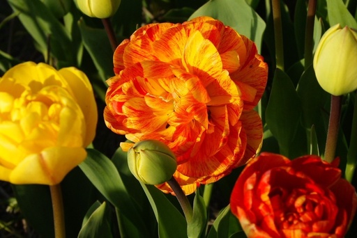 [A1071] Tulipa Sun Lover - BIO