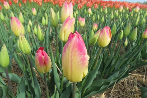 [A1094] Tulipa Swiss Dream - ORG