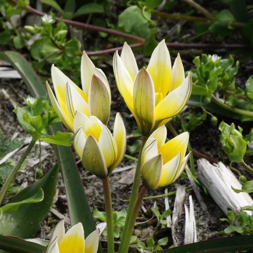 [A1012] Tulipa Tarda - ORG