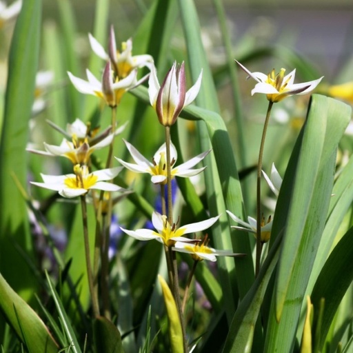 [A1027] Tulipa Turkestanica - BIO