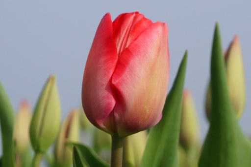 [A1004] Tulipa Van Eijk - BIO