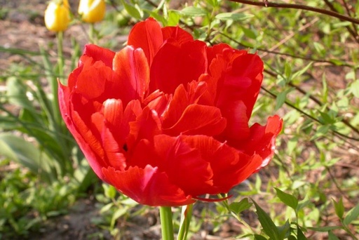[A1082] Tulipa Viking - BIO