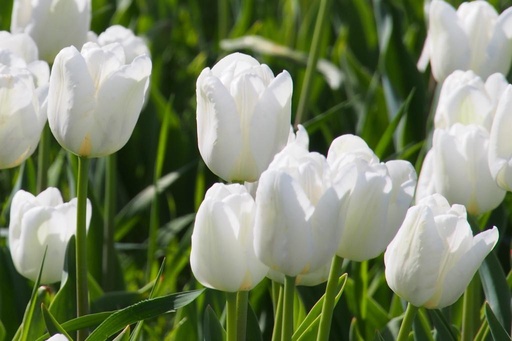 [A1083] Tulipa White Dream - BIO