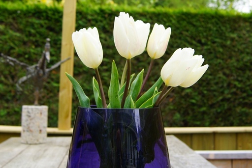 [A1005] Tulipa White Flag - BIO