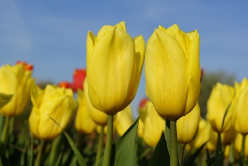 [A1022] Tulipa Yellow Flight