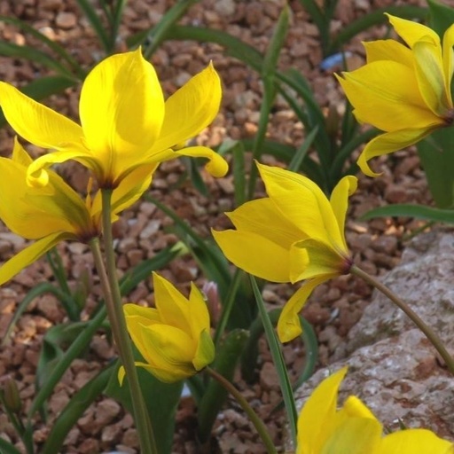 [A1081] Tulipa Sylvestris - Wild Tulip - ORG