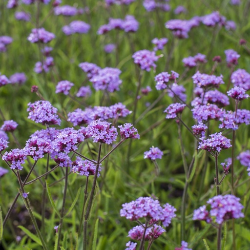 [B8042] Verbena Lollipop - IJzerhard - BIO