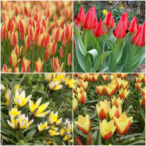 [A1072] Tulipes vivaces B - BIO