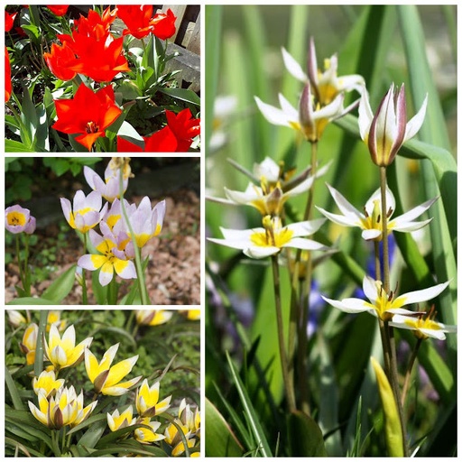 [A1048] Verwilderingstulpen Mix - BIO