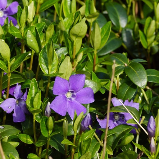 [X8043] Vinca Minor - ORG