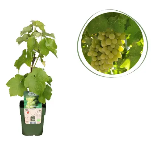 [F1012] White Grape Vine - ORG