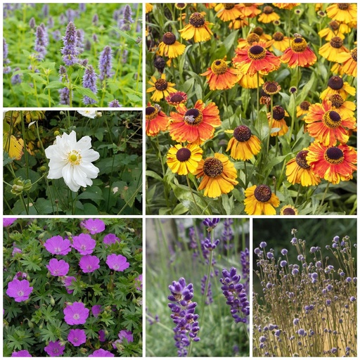 [B8901] Sun Lover Perennial Garden - ORG