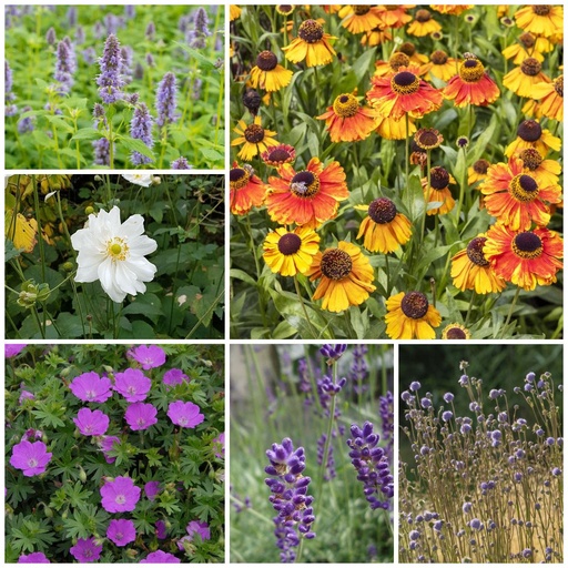 [B8901] Zonneparadijsje planten - BIO